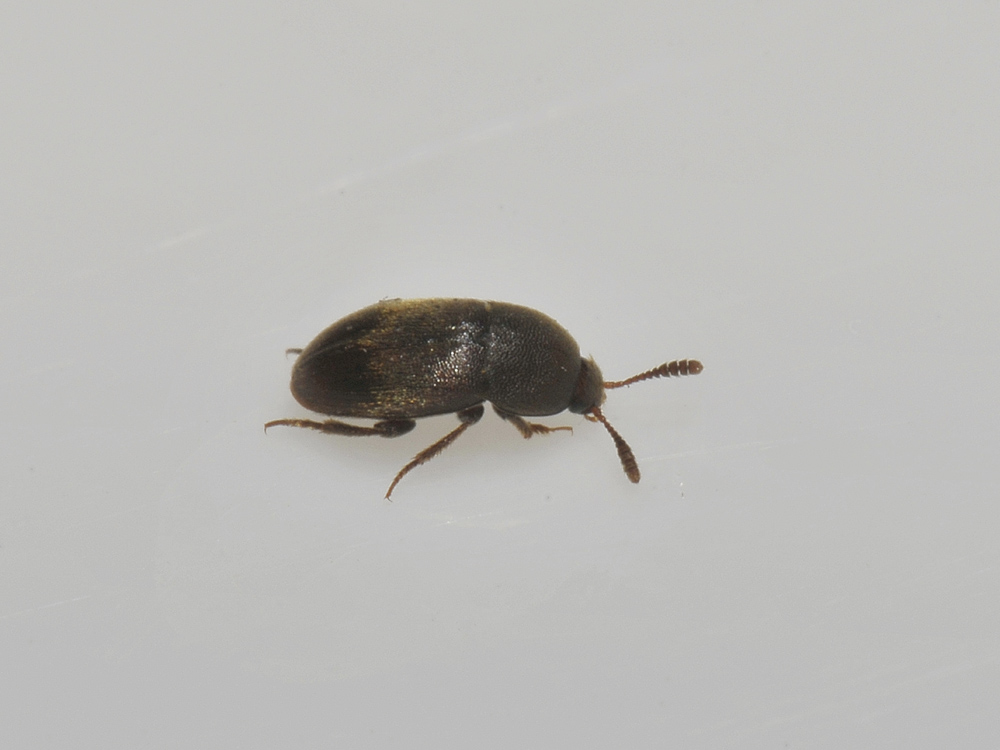 Leiodidae: Colon sp.